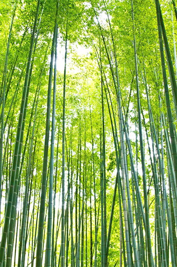 竹は生命力にあふれていて枯渇しないサスティナブルな植物！<br />
だから環境に良いとされています！